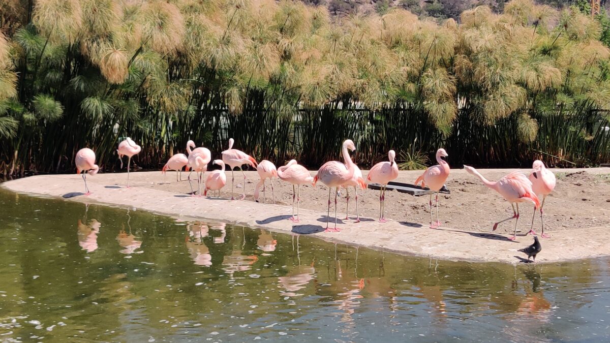 Flamingoes ..