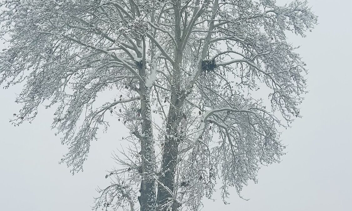 My 1st Srinagar Snowfall